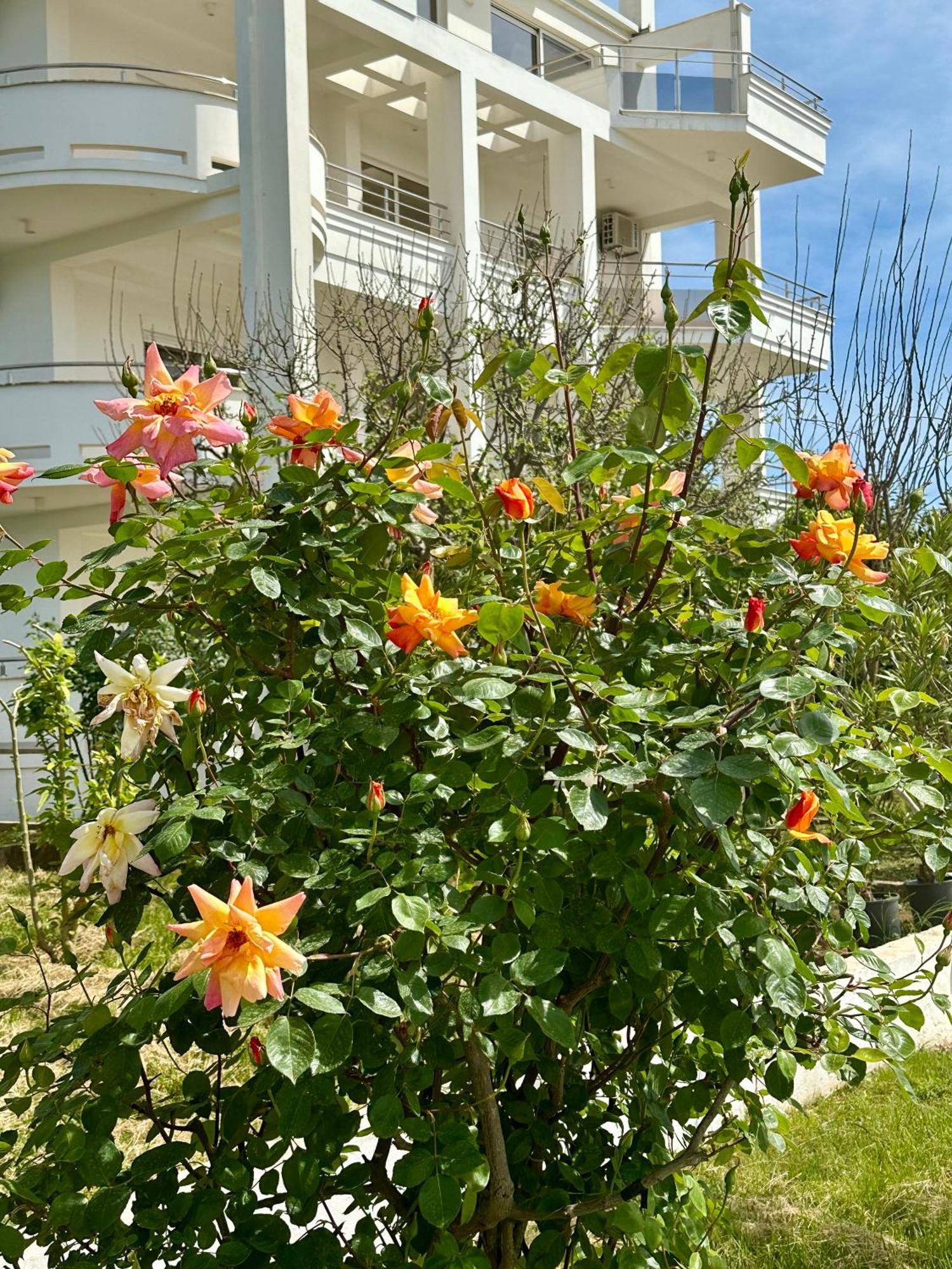 Le Domaine Green Paradise Ulcinj Exteriör bild